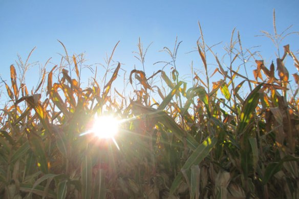 Sun-and-corn