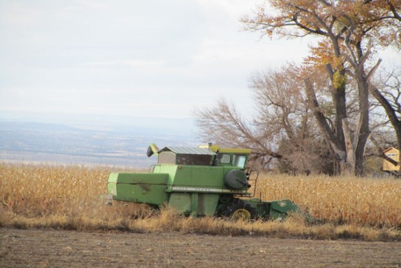 2014-Corn-Harvest-1