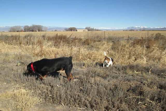 The Adventures of Boomer on Friday—Rocky/Chaco Man the Rottweiler ...