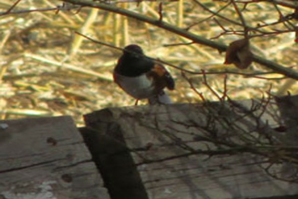 Towhee-3