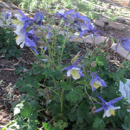 Colorado-Columbine