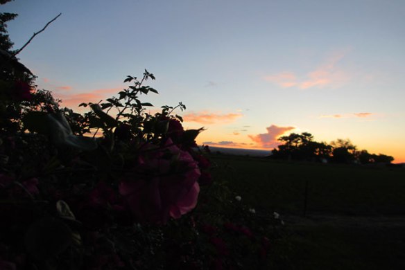 Evening-Roses-4