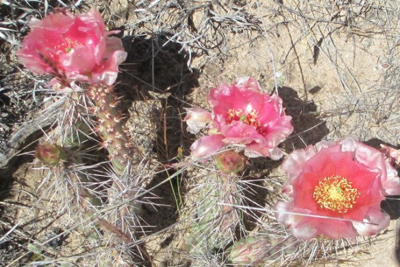 Pale-Pink-Cactus