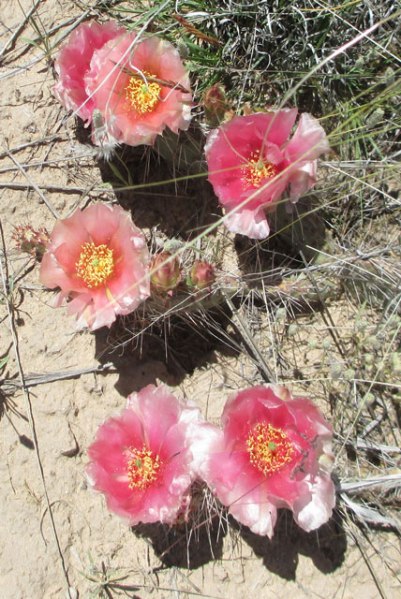 Peach-Cactus