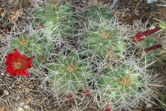 Red-Cactus