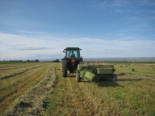 baling-hay (1)