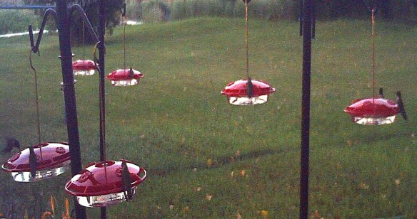 Humming-bird-camera-518b