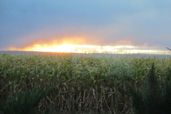 Corn-and-Sun-1