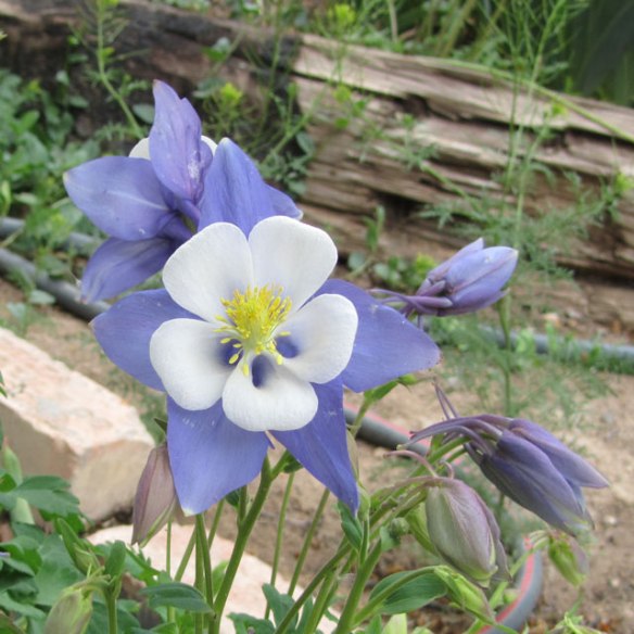 Columbine1