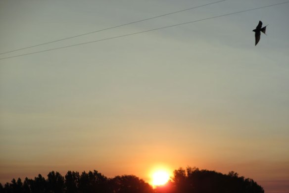 Good-Morning-Sunshine