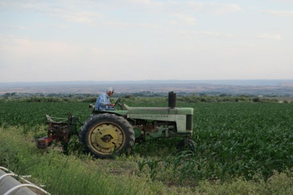 Last-Cultivation-this-field