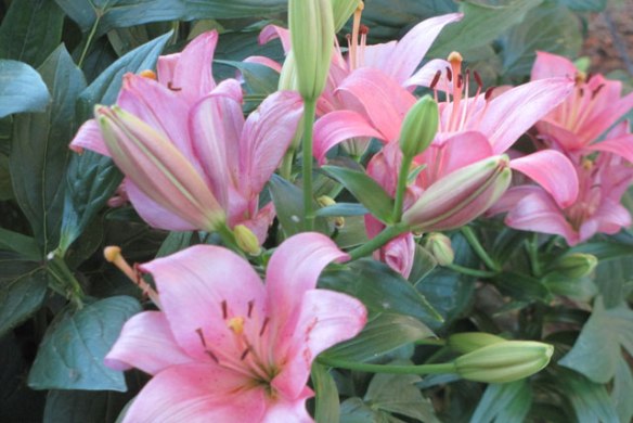 Pink-Lilies