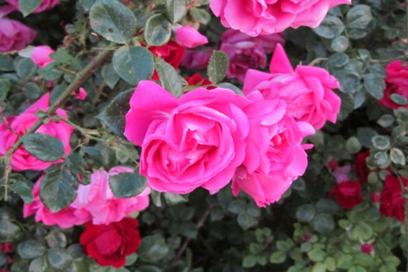 Pink-roses