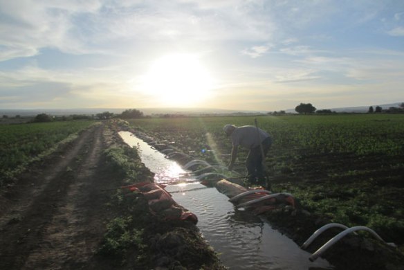 Sitting-Water-on-the-dirt-d