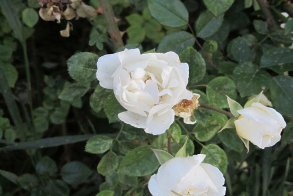 White-rose1
