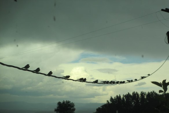 Birds-on-a-wire