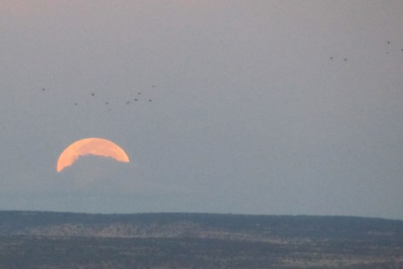 Clouds-Birds-and-Moon2
