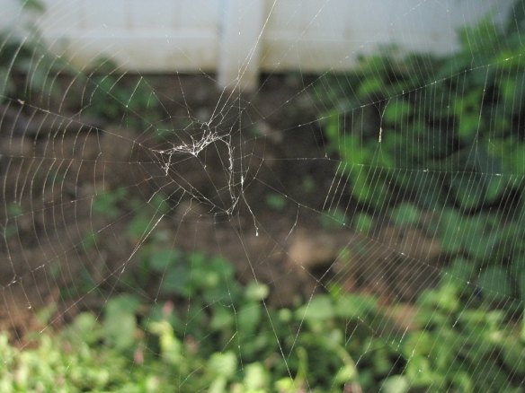 Heart in a web