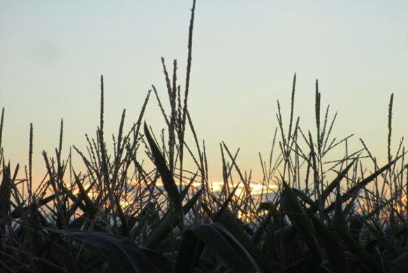 In-the-corn-field