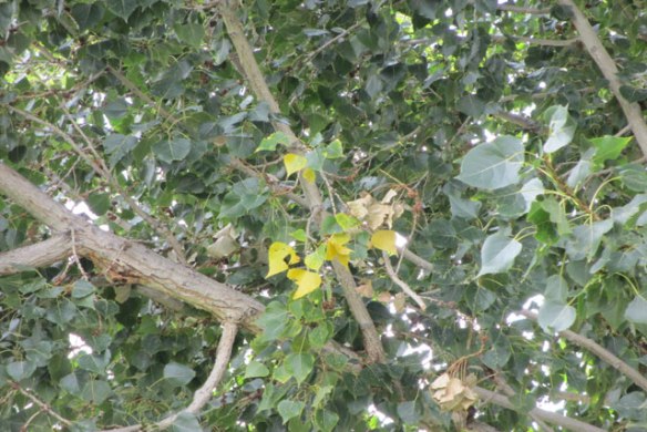 Leaves-in-our-tree-2