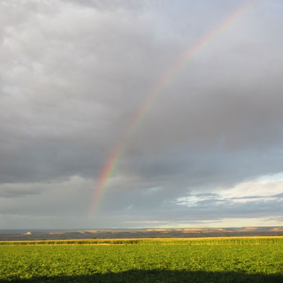 Morning-Rainbow