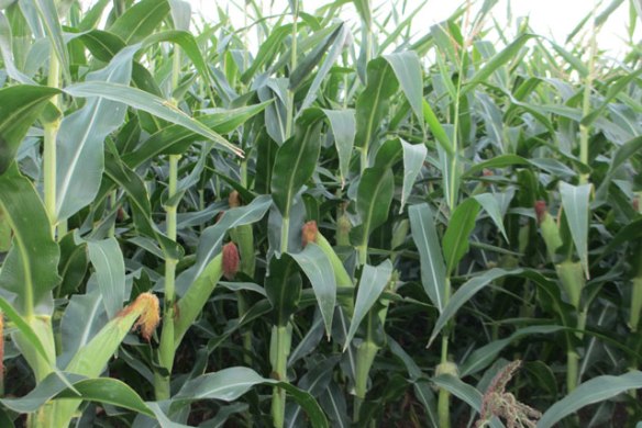 Ripeing-corn