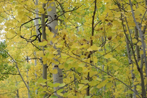 aspen-leaves