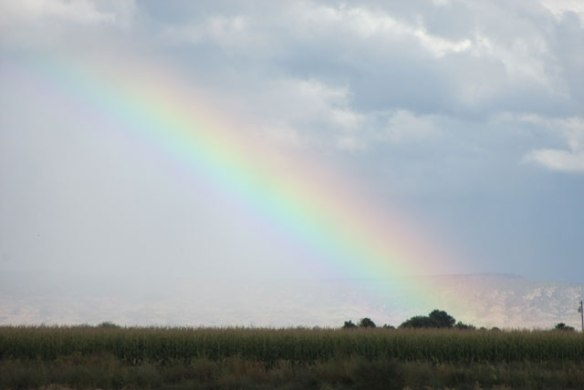 corn-field-rainbow