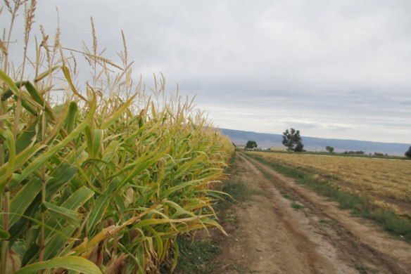 fall-on-the-farm-road