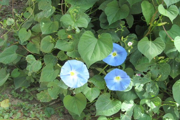 morning-glory-hidden