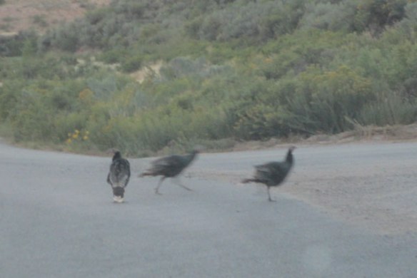 wild-turkeys