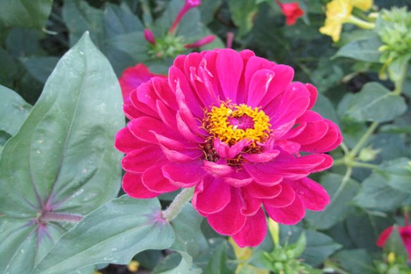 zinnia