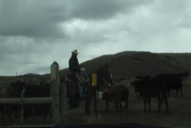 bringing-in-the-cows