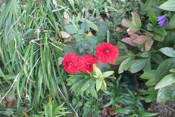 red-dahlia