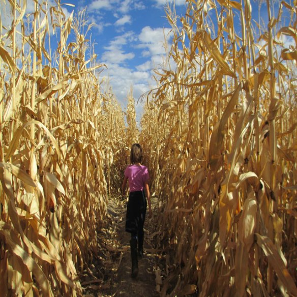 corn-maze