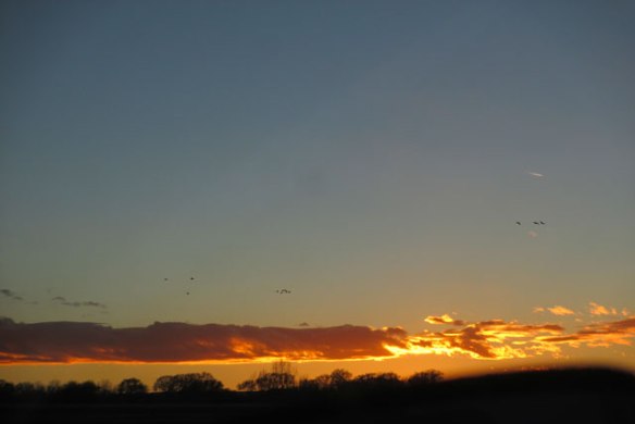 geese-in-the-sunset
