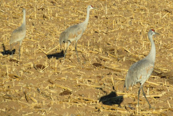 sand-hill-cranes