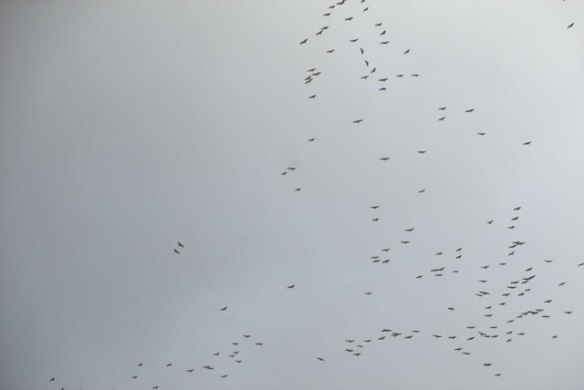cranes-gathering-to-migrate