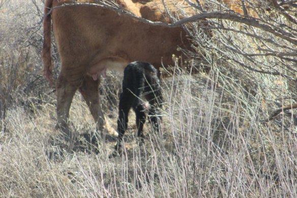 first-black-calf