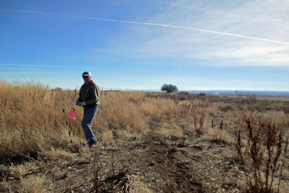 getting-ready-for-cows-001