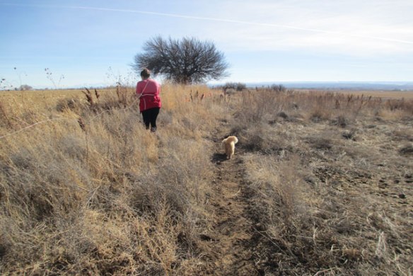 getting-ready-for-cows-006