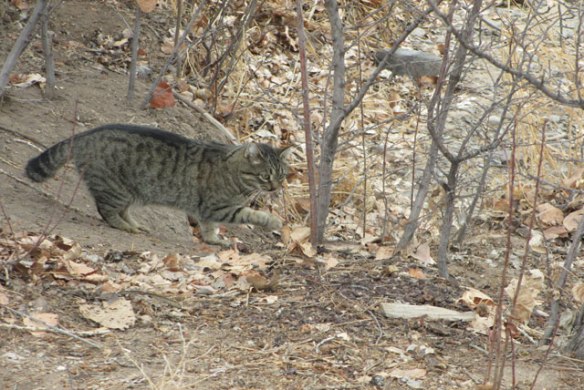 looking-for-the-ballon