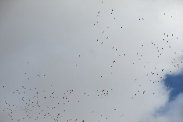 more-cranes-gathering