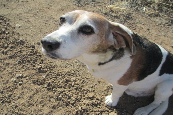 rolled-in-nasty-stuff