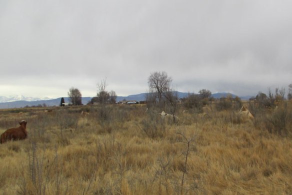 up-on-the-sage-brush-hill