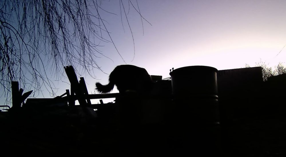 Life on a Colorado Farm