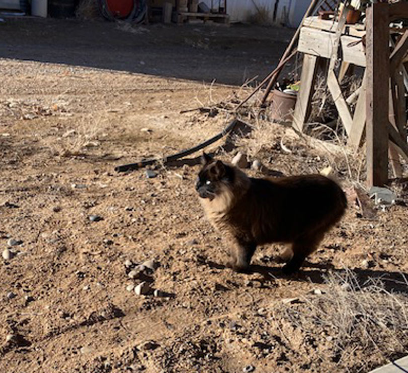 Life on a Colorado Farm