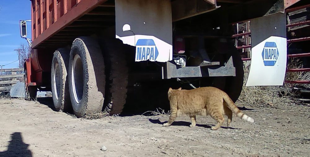 Life on a Colorado Farm