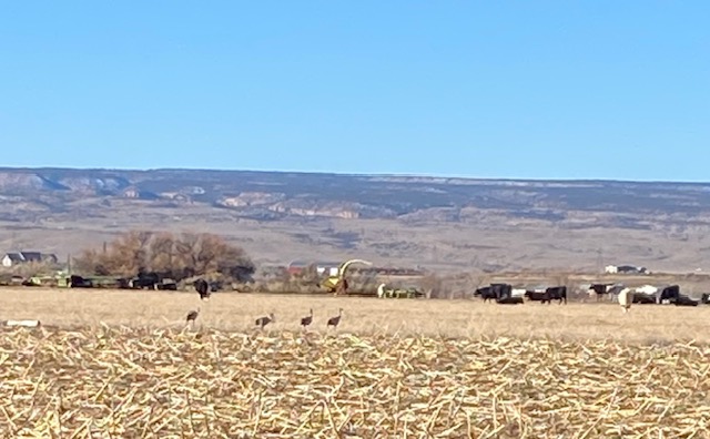 Life on a Colorado Farm