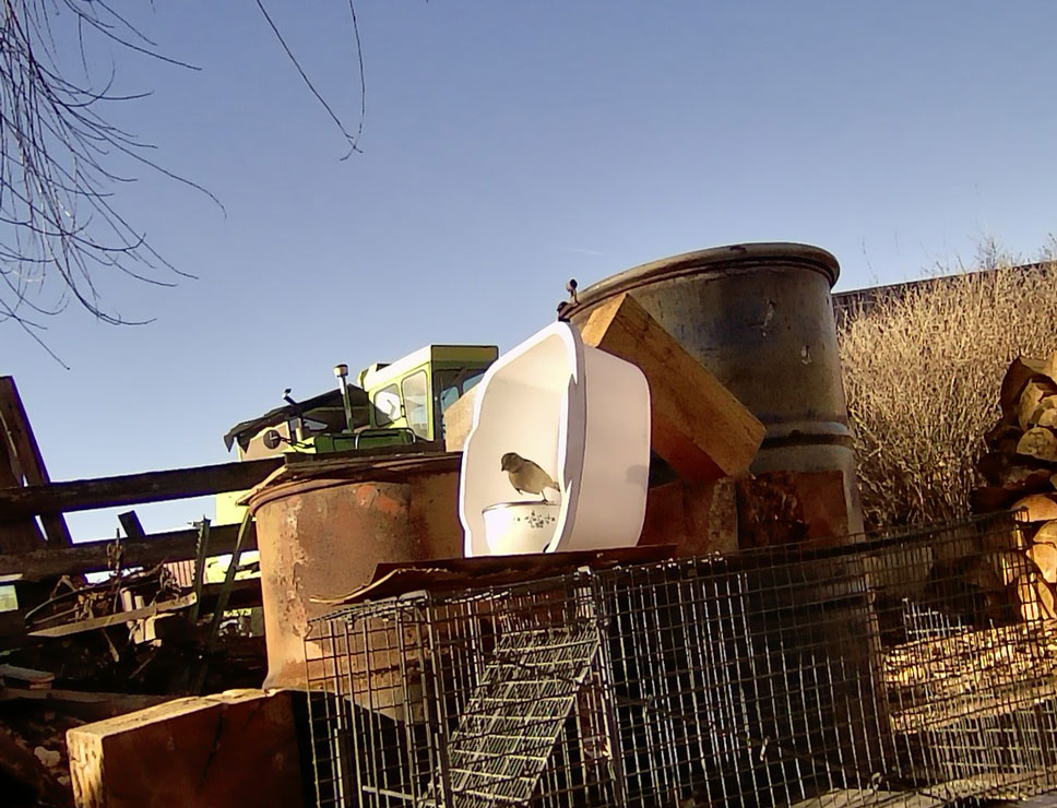 Life on a Colorado Farm